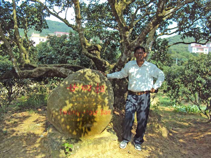 লিচু চাষ দেশে দেশে লিচু চাষ দেশে দেশে