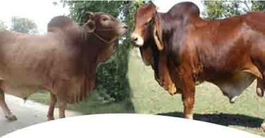 গরু মোটা তাজার নামে প্রাণঘাতী ঔষধ গরু মোটা তাজার নামে প্রাণঘাতী ঔষধ