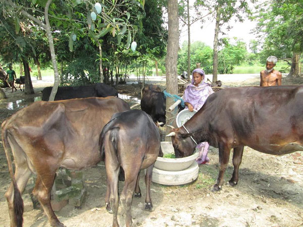 গাভী পালন বদলে দিয়েছে উপমার সংসার