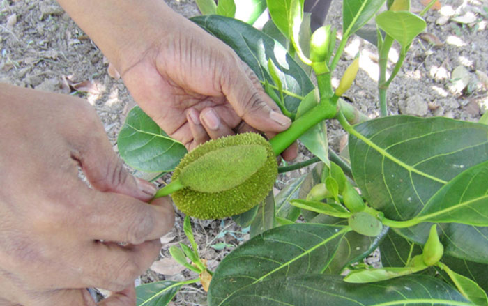 কাঁঠালের ফল ধারণ ও ফলের আকার বৃদ্ধিতে করণীয়