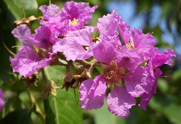 জারুলের দিন জারুলের দিন