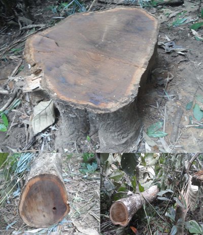 শিয়ালের কাছে মুরগি পাহারার দায়িত্ব!