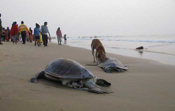 বাংলাদেশের প্রতিবেশগত সংকটাপন্ন এলাকা