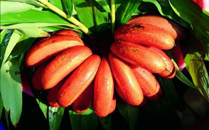 সিঁদুরে কলা সিঁদুরে কলা