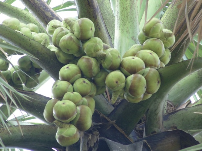 আসুন কদর করি তালগাছের আসুন কদর করি তালগাছের