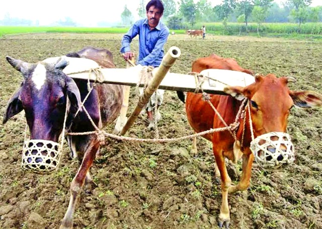 যান্ত্রিকতায় বিলীন ঐতিহ্যের লাঙল-জোয়াল! যান্ত্রিকতায় বিলীন ঐতিহ্যের লাঙল-জোয়াল!