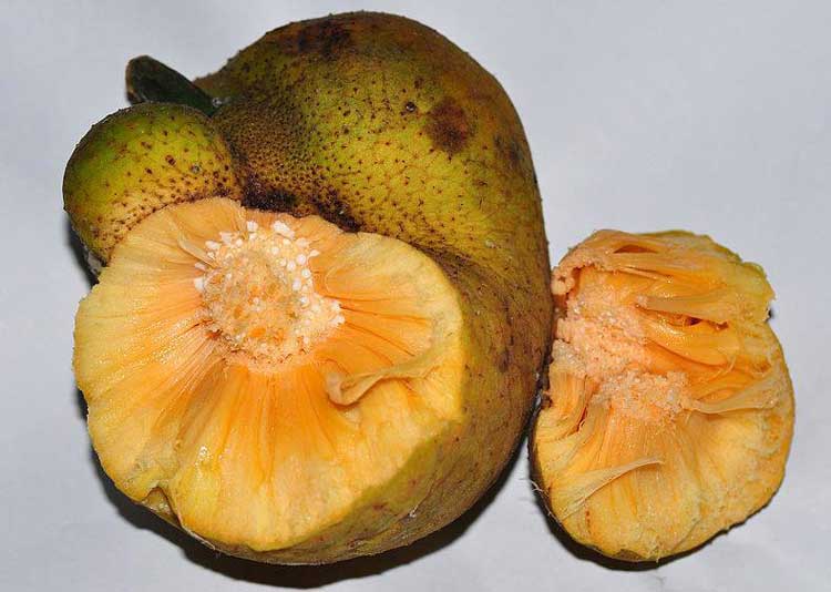 অম্ল-মধুর ডেউয়া অম্ল-মধুর ডেউয়া