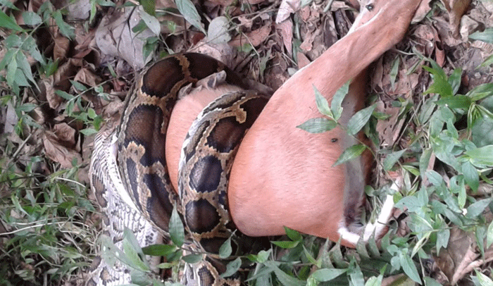 লাউয়াছড়ায় অজগরের পেটে হরিণ লাউয়াছড়ায় অজগরের পেটে হরিণ