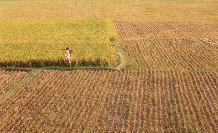 চিরচেনা ফসলের মাঠ