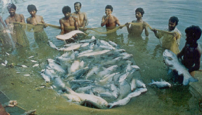 বাংলাদেশে মাছ চাষে নিরব বিপ্লব সাধিত হয়েছে : আইএফপিআরআই