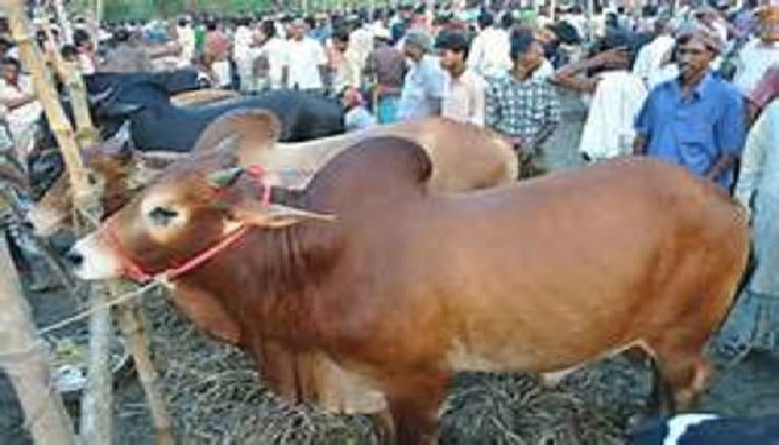 যে কোরবানির হাটে দিনেই আদায় ১৫ লক্ষাধিক টাকা খাজনা