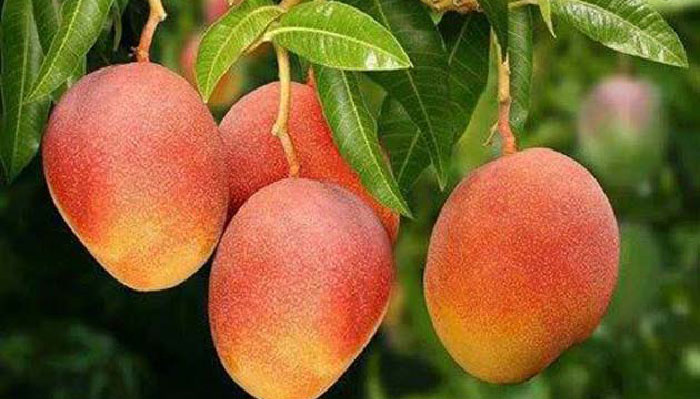 আম রপ্তানির সম্ভাবনা ও আমাদের ভাবমূর্তি আম রপ্তানির সম্ভাবনা ও আমাদের ভাবমূর্তি