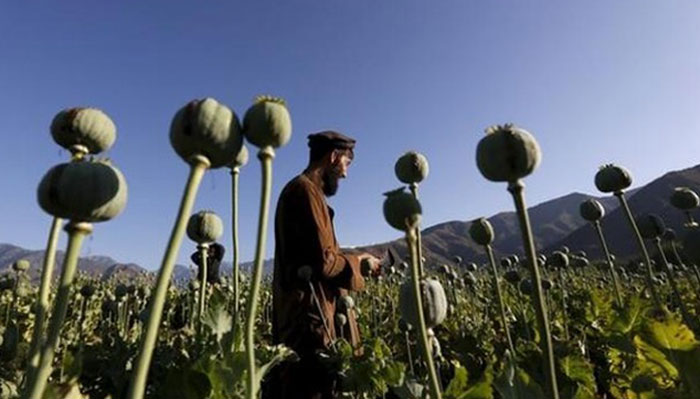 আফগানিস্তানে আফিম উৎপাদন ৪৩% বেড়েছে: জাতিসংঘ