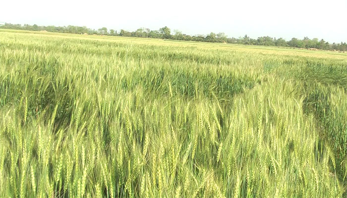 বরেন্দ্রে’র শক্ত এটেল মাটিতে গমচাষে বিপ্লব বরেন্দ্রে’র শক্ত এটেল মাটিতে গমচাষে বিপ্লব