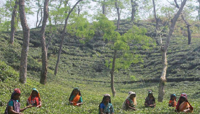 চা শ্রমিকদের বেদনাবিদূর ‘মুল্লুক চলো দিবস’