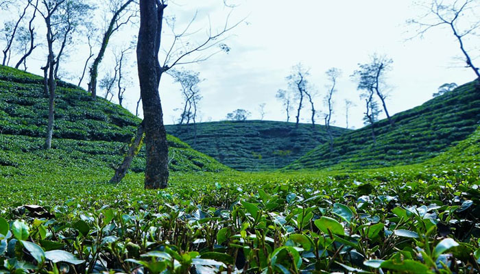 সামান্য বৃষ্টিতে সতেজ রুক্ষ চা বাগান সামান্য বৃষ্টিতে সতেজ রুক্ষ চা বাগান