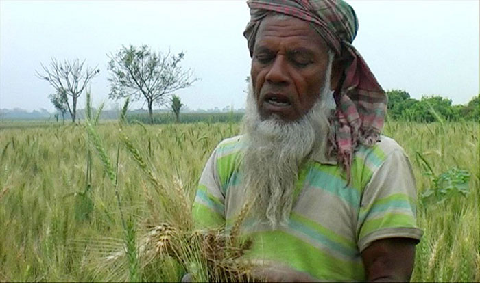 গমের ব্লাষ্ট রোগ বিষয়ক গবেষণায় সাফল্য নিয়ে বিএআরসিতে সেমিনার গমের ব্লাষ্ট রোগ বিষয়ক গবেষণায় সাফল্য নিয়ে বিএআরসিতে সেমিনার