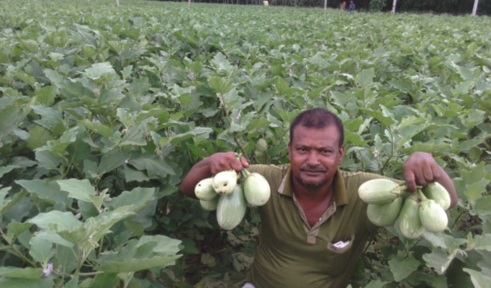 লোকসান গুণছেন ঠাকুরগাঁওয়ের বেগুন চাষিরা লোকসান গুণছেন ঠাকুরগাঁওয়ের বেগুন চাষিরা