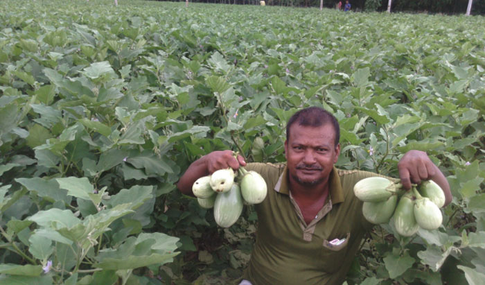 লোকসান গুণছেন ঠাকুরগাঁওয়ের বেগুন চাষিরা