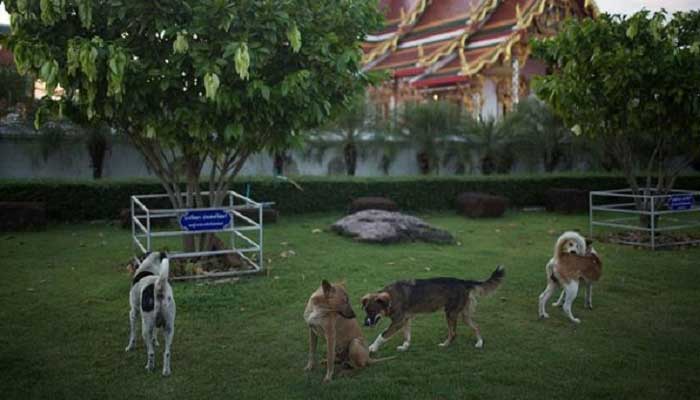 থাইল্যান্ডে জলাতঙ্ক : ১ কোটি কুকুর-বিড়ালের টিকা