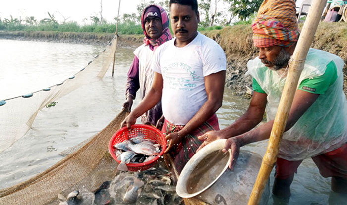 তেলাপিয়া চাষে নিত্য অভাবী বাবু এখন কোটিপতি