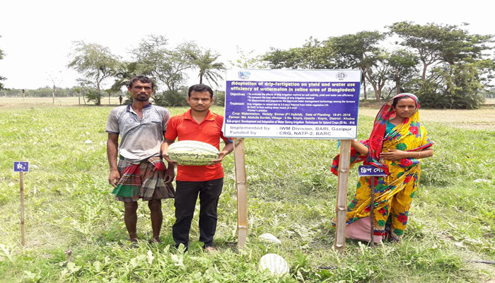 কয়রায় লবনাক্ত জমিতে তরমুজের বাম্পার ফলন কয়রায় লবনাক্ত জমিতে তরমুজের বাম্পার ফলন