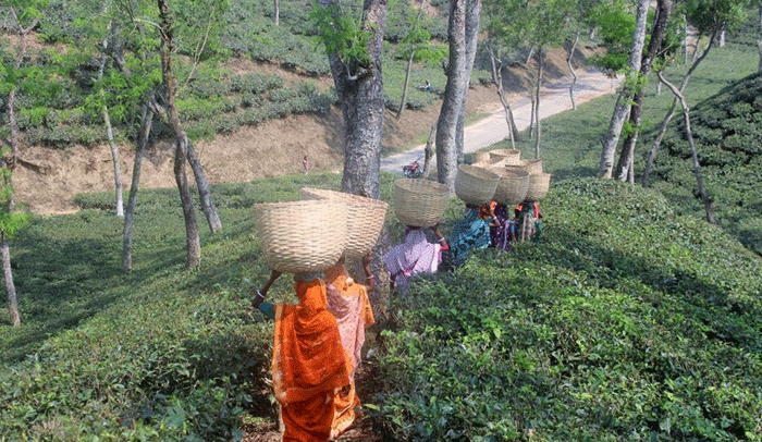 আনন্দের কথা ভাবতেও ভুলে গেছেন চা শ্রমিকরা