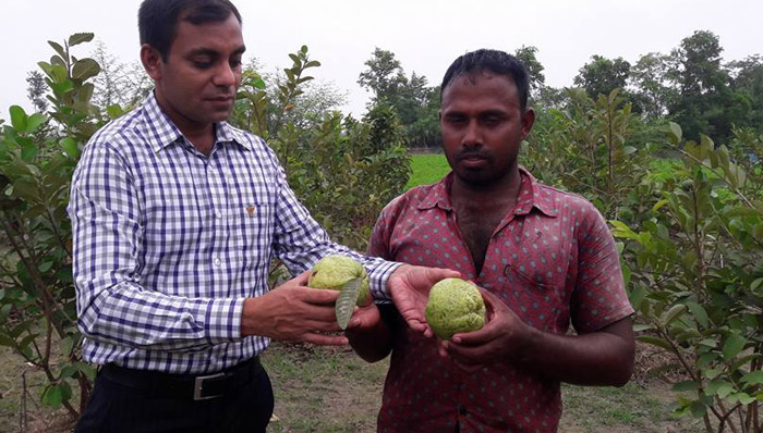 বিষমুক্ত পেয়ারা চাষে স্বাবলম্বী কাকিলাদহের আফতাব উদ্দিন