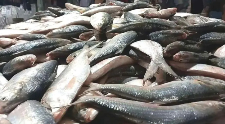 ২২ দিনের জন্য নিষিদ্ধ হচ্ছে ইলিশ আহরণ