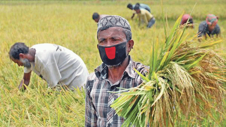 ২৫ এপ্রিলের মধ্যে ধান না কাটলে ডোবার শঙ্কা রয়েছে এবারও