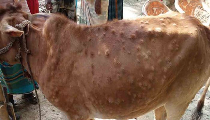 লাম্পি স্কিন ডিজিজ: কারণ, লক্ষণ ও প্রতিকার লাম্পি স্কিন ডিজিজ: কারণ, লক্ষণ ও প্রতিকার