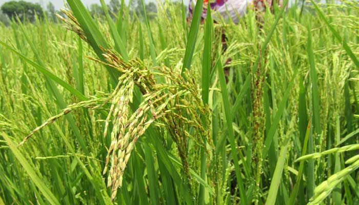 আক্কেলপুরে হিট শকে পুড়ল বহু কৃষকের কপাল