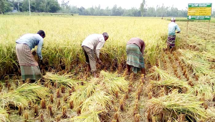 বোরো ধানের উৎপাদন লক্ষ্যমাত্রার চেয়ে বেশি হবে: ডিএই বোরো ধানের উৎপাদন লক্ষ্যমাত্রার চেয়ে বেশি হবে: ডিএই