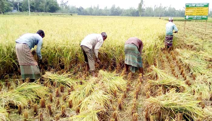 বোরো ধানের উৎপাদন লক্ষ্যমাত্রার চেয়ে বেশি হবে: ডিএই