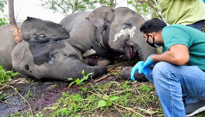 ভারতে বজ্রপাতে ১৮ হাতির মৃত্যু ভারতে বজ্রপাতে ১৮ হাতির মৃত্যু