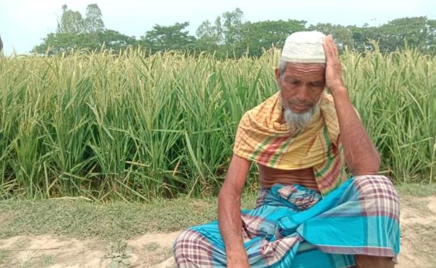 ত্রিশালে হিটশকে কপাল পুড়েছে দুই সহস্রাধিক কৃষকের