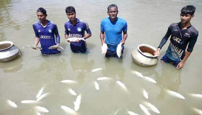 ঝিকরগাছায় ঘেরে বিষ দিয়ে পাঁচ লাখ টাকার মাছ নিধন