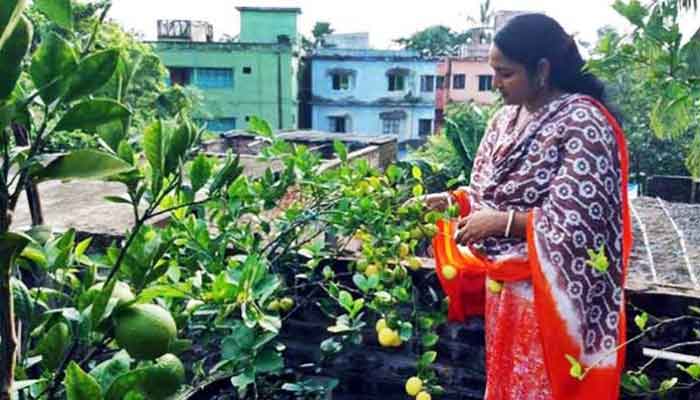 বসতবাড়িতে ফলবাগান সৃজন