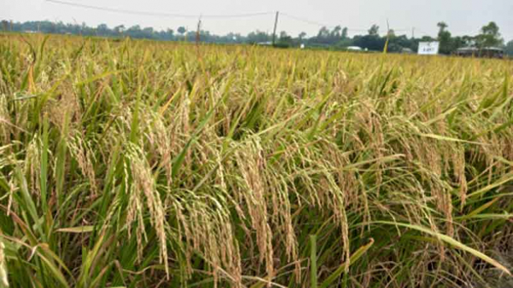 অনুমোদন পেল ধানের দুই নতুন জাত