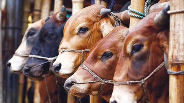 রাজধানীর যেসব স্থানে বসবে কোরবানির পশুর হাট রাজধানীর যেসব স্থানে বসবে কোরবানির পশুর হাট