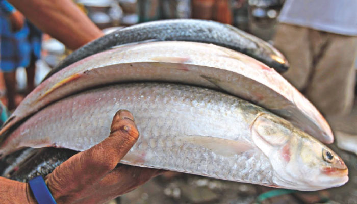 ইলিশ আহরণে বাংলাদেশ বিশ্বে প্রথম