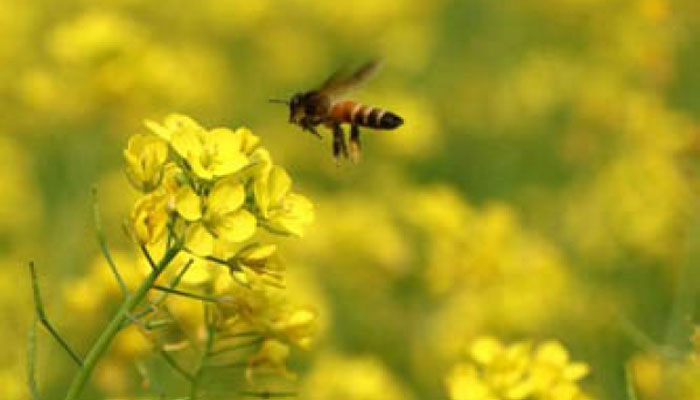 শীতে ফুল থেকে মধু আহরণ ও লাভজনক কৃষি