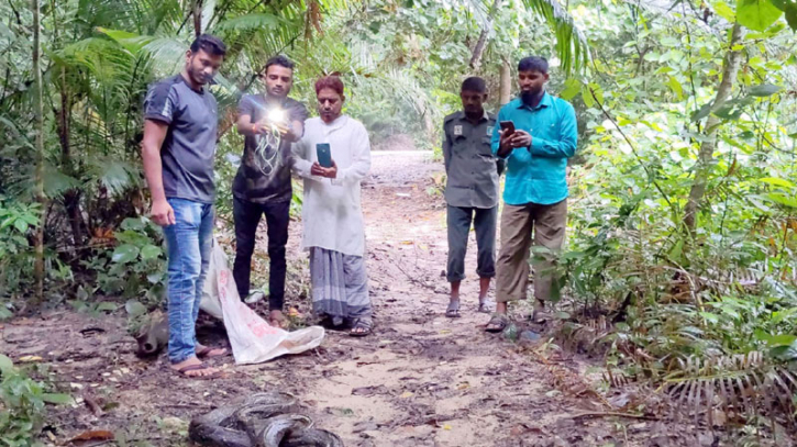 লাউয়াছড়া বনে অবমুক্ত অজগর লাউয়াছড়া বনে অবমুক্ত অজগর