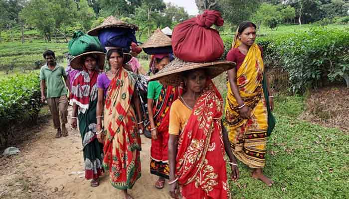 বকেয়া মজুরি না পাওয়ায় ক্ষোভ বাড়ছে চা শ্রমিকদের