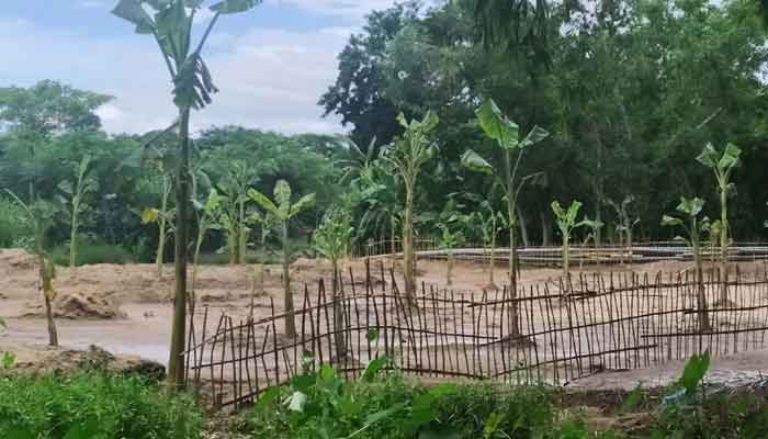 কমলগঞ্জে হতদরিদ্রের জমি জবরদখল করে কলাবাগান কমলগঞ্জে হতদরিদ্রের জমি জবরদখল করে কলাবাগান
