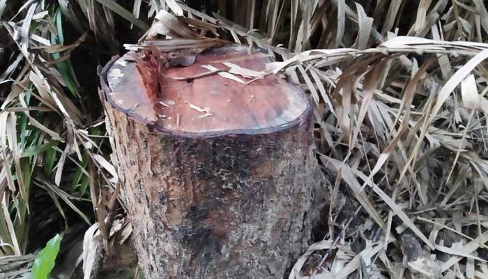 বন যতদিন থাকবে, ততদিন গাছ চুরি হবে: বন কর্মকর্তা বন যতদিন থাকবে, ততদিন গাছ চুরি হবে: বন কর্মকর্তা