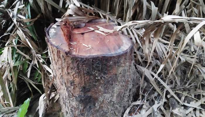 লাউয়াছড়ায় গাছ চুরি : রেঞ্জ কর্মকর্তা প্রত্যাহার লাউয়াছড়ায় গাছ চুরি : রেঞ্জ কর্মকর্তা প্রত্যাহার