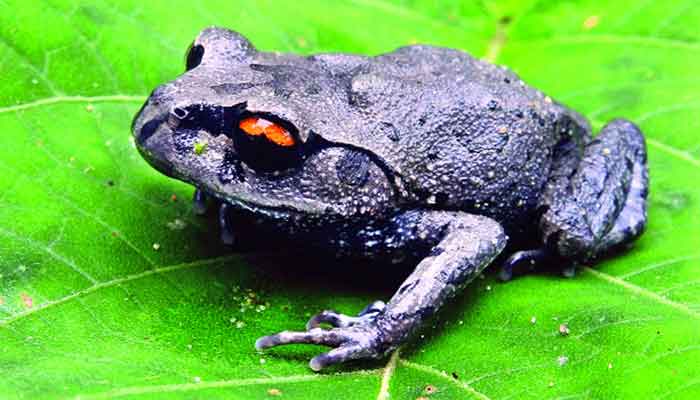 লাউয়াছড়ায় বিরল লাল চোখ ব্যাঙের সন্ধান