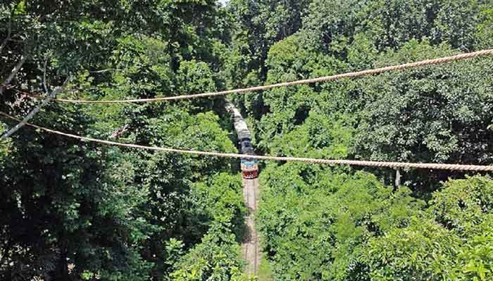 উড়াল পথে বন্যপ্রাণীর চলাচলে লাউয়াছড়ায় বন সেতু