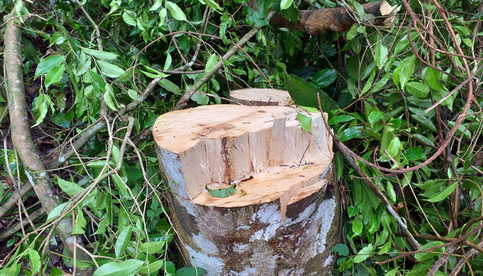 লাউয়াছড়ায় বনকর্মীদের ঘরে তালা দিয়ে আগর গাছ চুরি